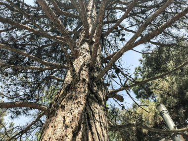 Parkta güzel eski kozalaklı. Alttan en üste göster