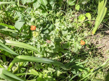 Çiçek, yeşil çalılar ve bitki suny gün şehir bahçesinde. Atış kapatın