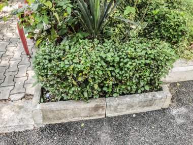 Yeşil çalılar ve bitkiler suny gün şehir bahçesinde. Atış kapatın.