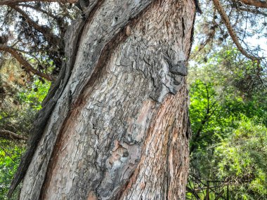 Sokakta güzel eski ağaç. Doku arka görünümü kapatmak