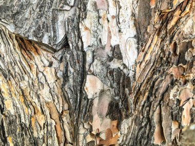 Sokakta güzel eski ağaç. Doku arka görünümü kapatmak