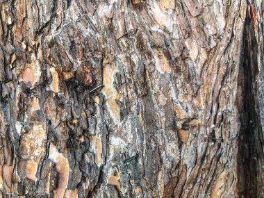 Sokakta güzel eski ağaç. Doku arka görünümü kapatmak