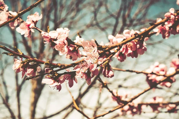樱花树枝芽在绽放背景作为美丽的春天花 — 图库照片