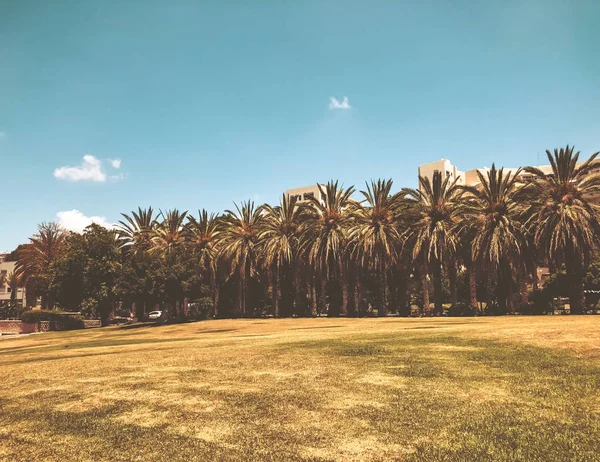 A lot of palm trees in Gan Ha'ir park in Rishon Le Zion, Israel — Stock Photo, Image