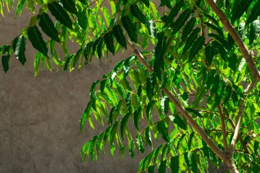 Eski bir ev arka planı yeşil dalları. Parlak dalları ve sıkıcı bir arka plan