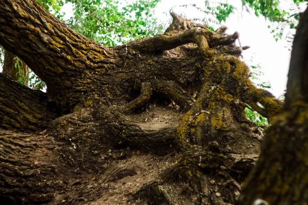 De wortels van de boom zijn met elkaar verweven op een zandstrand en stenige ondergrond, het wortelsysteem van een grote boom — Stockfoto