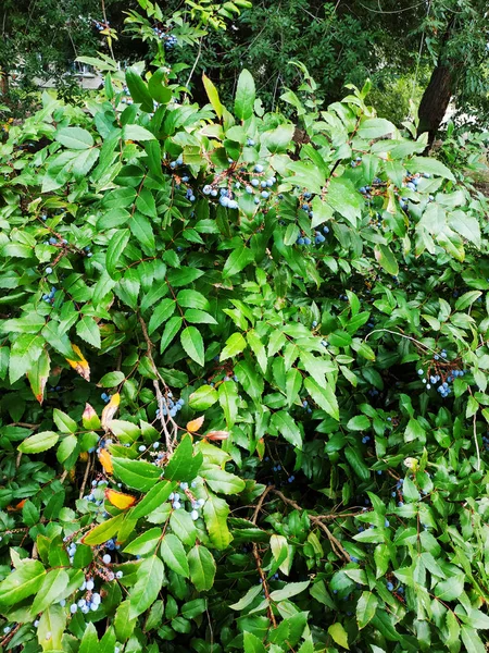 绿色灌木与明亮的蓝色成熟浆果特写 — 图库照片