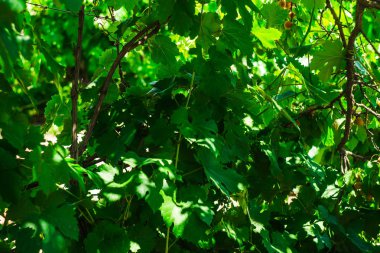 Üzüm yaprağı. Koleksiyon. Toplam derinlik-in tarla. Bir yaprak dal dalları ile. 