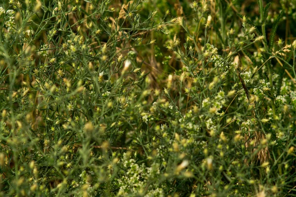 Textura herbal. Hierba de primavera verde fresca, primer plano. Foco suave. Resumen Primavera Naturaleza Fondo, primavera . —  Fotos de Stock