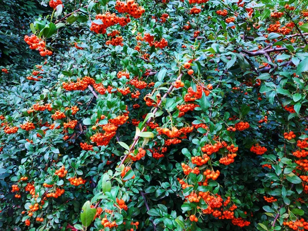 美丽的灌木红色的罗恩与绿叶的光背景 — 图库照片