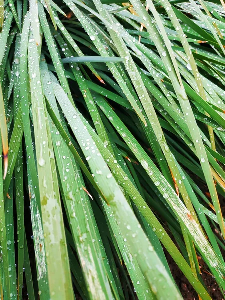 Taze yeşil çimen çiy ile yakın kadar bırakır. Driops taze çimenlerin üzerinde yağmur sonrası su. Hafif çiğ yeşil çimenlerin üzerinde. — Stok fotoğraf