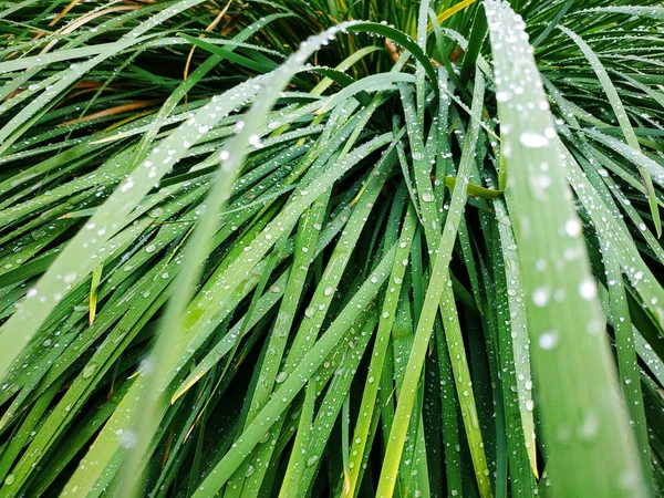 Fresh green grass with dew drops close up. Water driops on the fresh grass after rain. Light morning dew on the green grass.