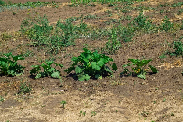 Un cespuglio di zucca con fiori cresce nel giardino. Agricoltura orticola — Foto Stock