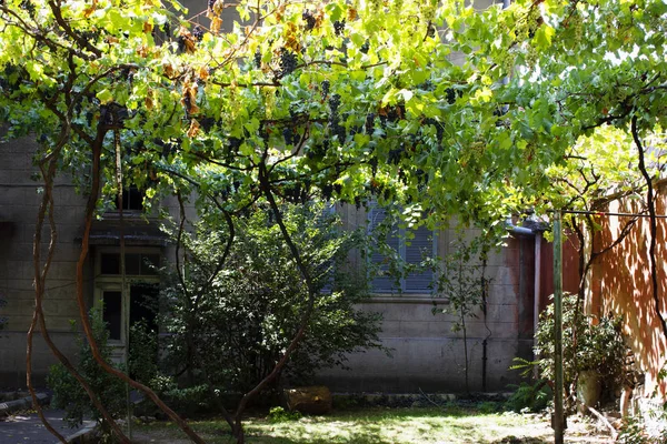 Antiguo Tbilisi arquitectura, Viñedo frente a la casa — Foto de Stock