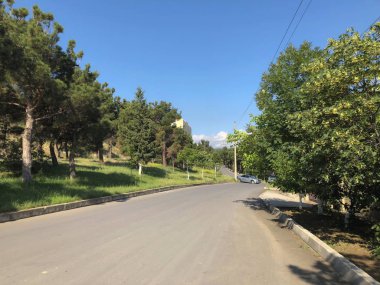 Gökyüzü güzel çam yolun yakınlarında. Yaprak dökmeyen ağaçlar atış kapatmak