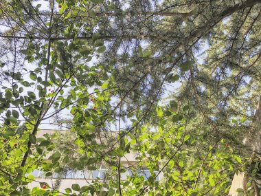 Yeşil çiçeği ağaçlar suny gün şehir bahçesinde. Atış kapatın