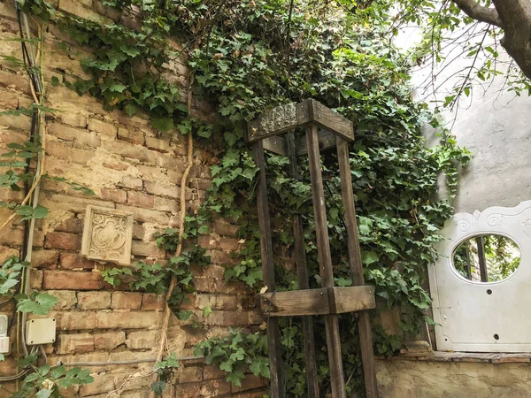 Green little trees blooming in the courtyard of a city cafe. Summertime in the city