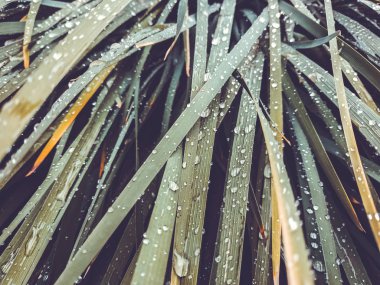 Taze yeşil çimen çiy ile yakın kadar bırakır. Driops taze çimenlerin üzerinde yağmur sonrası su. Hafif çiğ yeşil çimenlerin üzerinde.