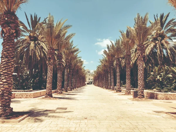 A lot of palm trees in Gan Ha'ir park in Rishon Le Zion, Israel — Stock Photo, Image
