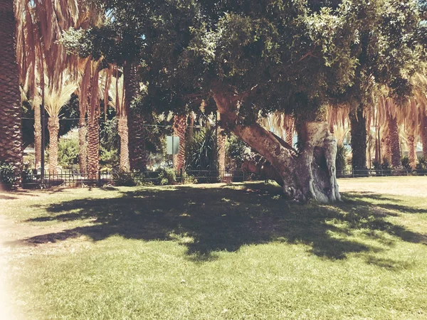 View of the central park in Rishon Le Zion, Israel — Stock Photo, Image