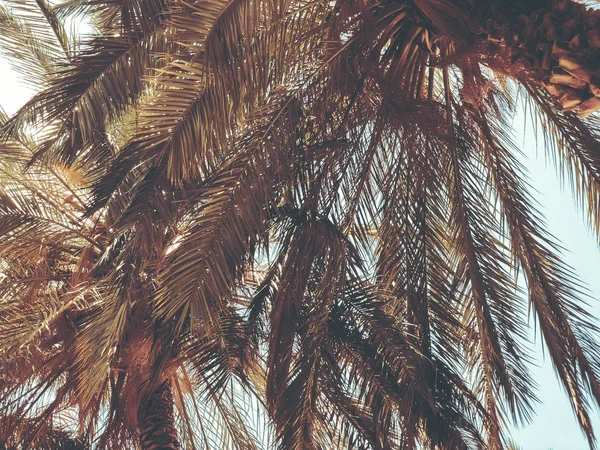 Palmeras contra el cielo azul, Palmeras sobre el cocotero de la costa tropical, árbol de verano . — Foto de Stock