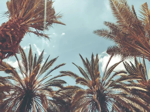 Palmeras contra el cielo azul, Palmeras sobre el cocotero de la costa tropical, árbol de verano . — Foto de Stock