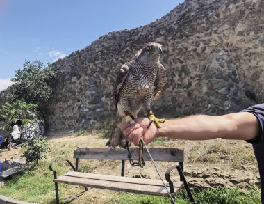 Evcilleştirilmeyi şahin efendinin elini üzerinde oturuyor. Yaz günü eski Tiflis