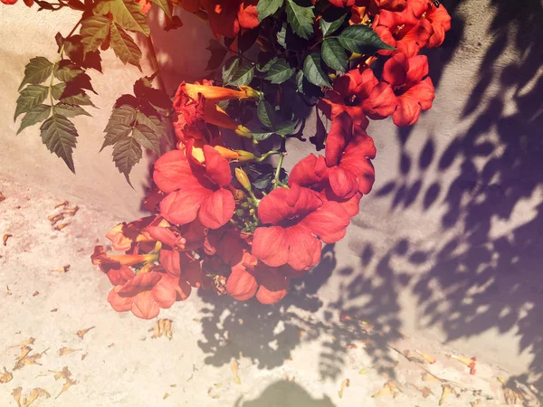 여름에 마당에 꽃이 피입니다. 클로즈업 샷 — 스톡 사진