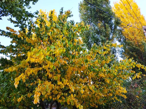 Желтые листья. Листья висят на дереве золотого цвета. Листа крупным планом. Золотая осень — стоковое фото