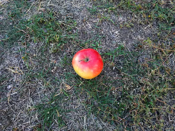 Krásné zralé jablíčko je ležící na zemi. Pozadí — Stock fotografie
