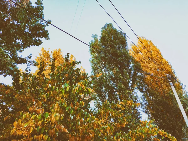 Gula blad. Bladen hänger på ett träd med gyllene färg. Leaf närbild. Gyllene höst — Stockfoto