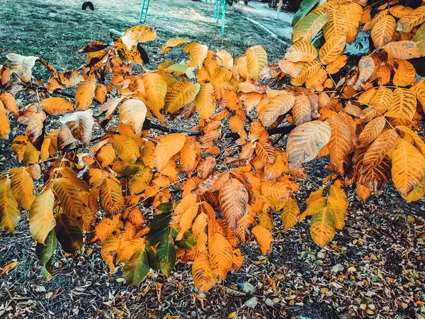 Folhas amarelas. As folhas estão penduradas em uma árvore de cor dourada. Fechar a folha. Outono dourado — Fotografia de Stock