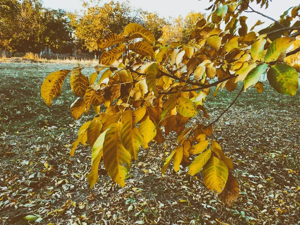 Gele bladeren. De bladeren zijn opknoping op een boom met gouden kleur. Close-up van het blad. Gouden herfst — Stockfoto