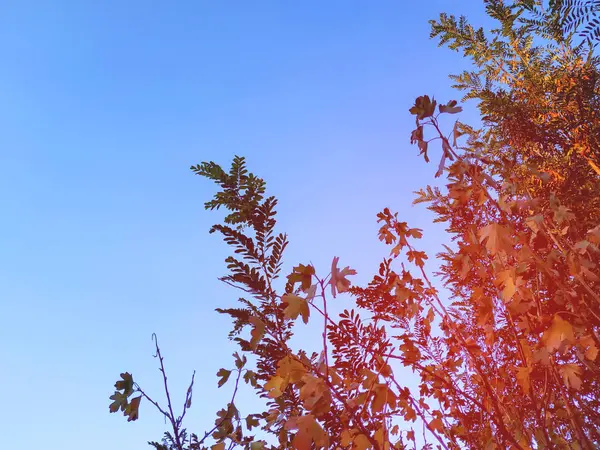 Gelbe Blätter. die Blätter hängen an einem Baum von goldener Farbe. Blattnahaufnahme. Goldener Herbst — Stockfoto