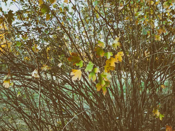 노란 단풍입니다. 잎 황금 색깔의 나무에 매달려 있습니다. 잎의 근접 촬영입니다. 황금가 — 스톡 사진