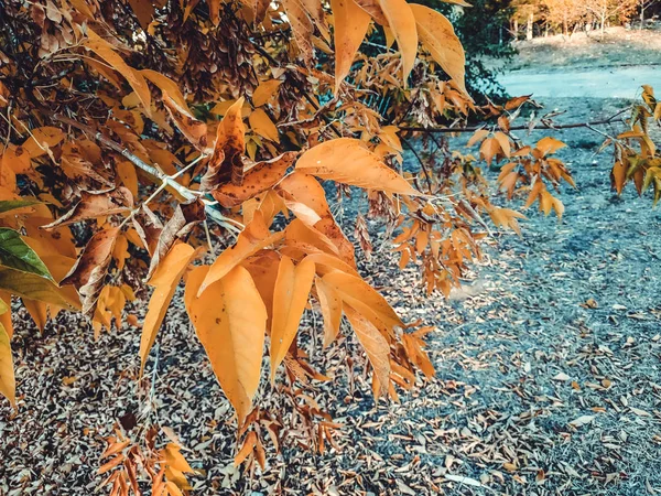 Gele bladeren. De bladeren zijn opknoping op een boom met gouden kleur. Close-up van het blad. Gouden herfst — Stockfoto