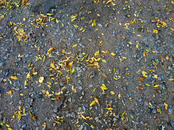 Красивые желтые листья на земле. Фон сухих осенних листьев . — стоковое фото