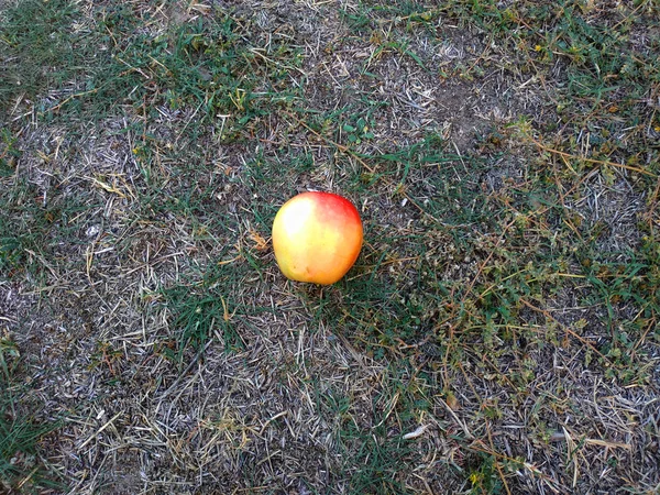 Una hermosa manzana madura yace en el suelo. Contexto —  Fotos de Stock