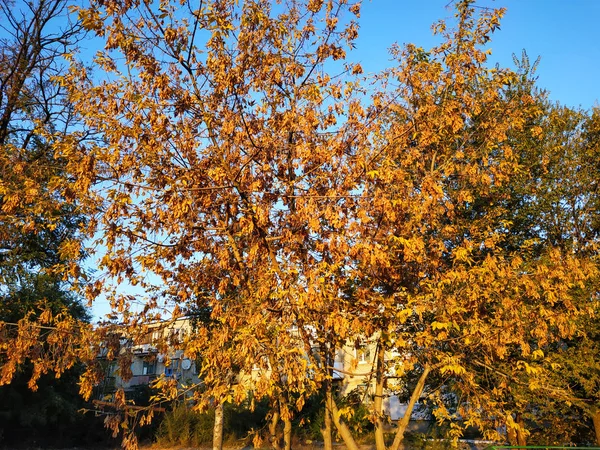 黄叶。树叶挂在金色的树上。叶子特写镜头。金秋 — 图库照片