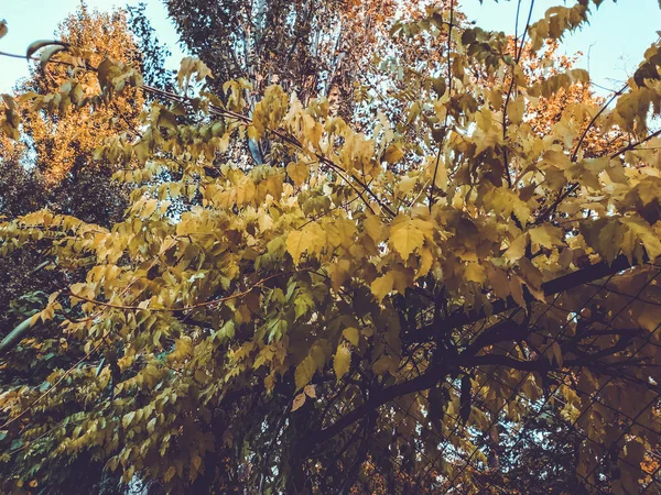 Жовте листя. Листя висять на дереві золотистого кольору. Лист крупним планом. Золота осінь — стокове фото