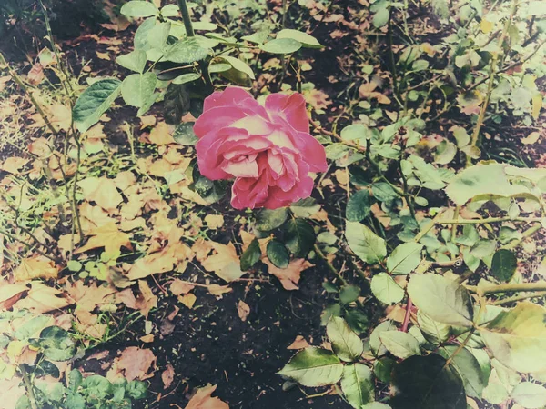Rosa rosa y hojas verdes en el patio en otoño día soleado. Primer plano. —  Fotos de Stock