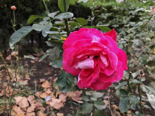 Rosa ros och gröna blad på gården på hösten solig dag. Närbild skott — Stockfoto