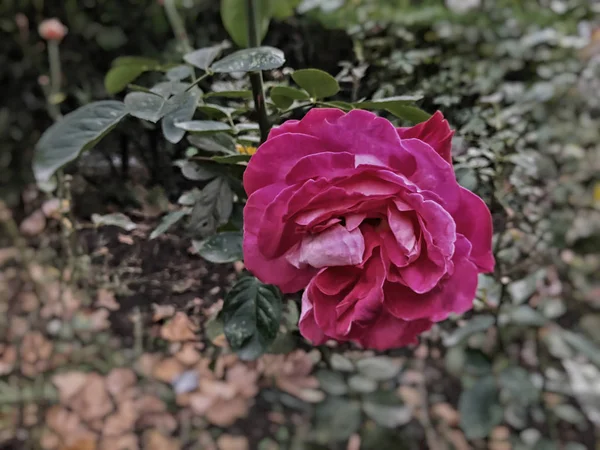 Rosa ros och gröna blad på gården på hösten solig dag. Närbild skott — Stockfoto