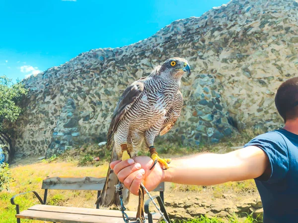 Tamed hawk sitting on the master's hand. Summer day in old Tbilisi — Stock Photo, Image