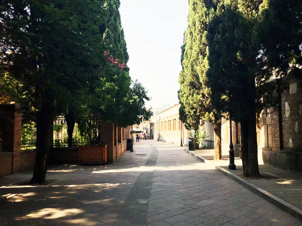 Le cime degli alberi sono illuminate dal sole. In estate — Foto Stock