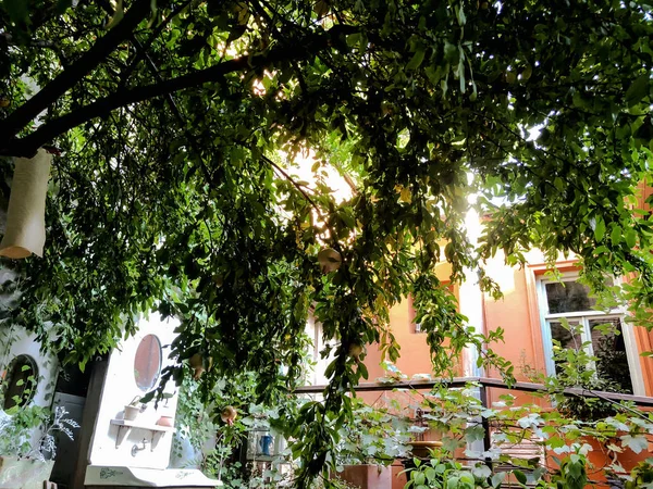 Hojas verdes del granado en el café de la ciudad. Primer plano de disparo — Foto de Stock