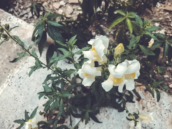 Όμορφο λουλούδι που ανθίζει το φθινόπωρο. Κοντινό πλάνο. — Φωτογραφία Αρχείου