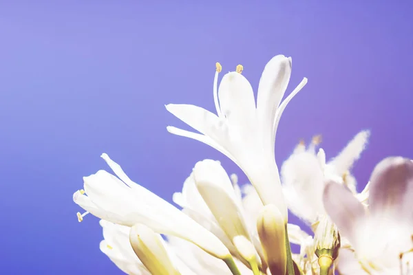 Весенние цветы - цветочный натуральный весенний фон с цветами . — стоковое фото