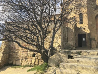 Mtskheta Georgia yakınlarındaki Jvari manastırının bahçesindeki yaşlı ağaç.
