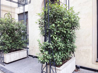  Tbilisi binalar, bina cephe dekoratif Bush'larda  